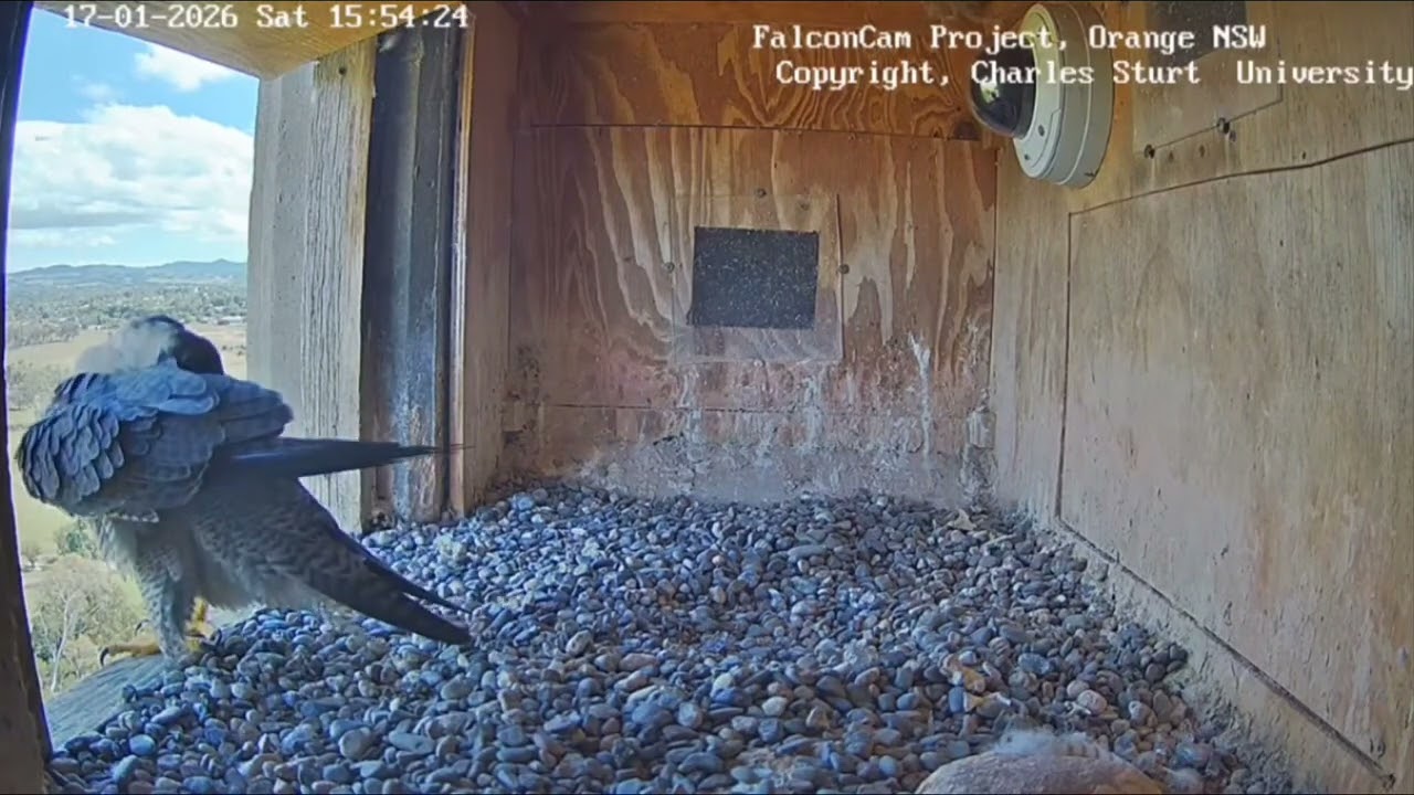 FalconCam Project CSU Orange 2026/01/17