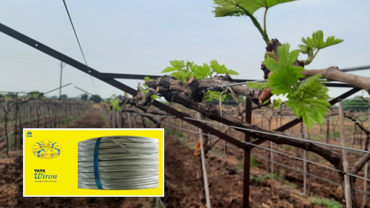 Weaving Metal Wire for Grape trellis | Wiring for Grapes Structure