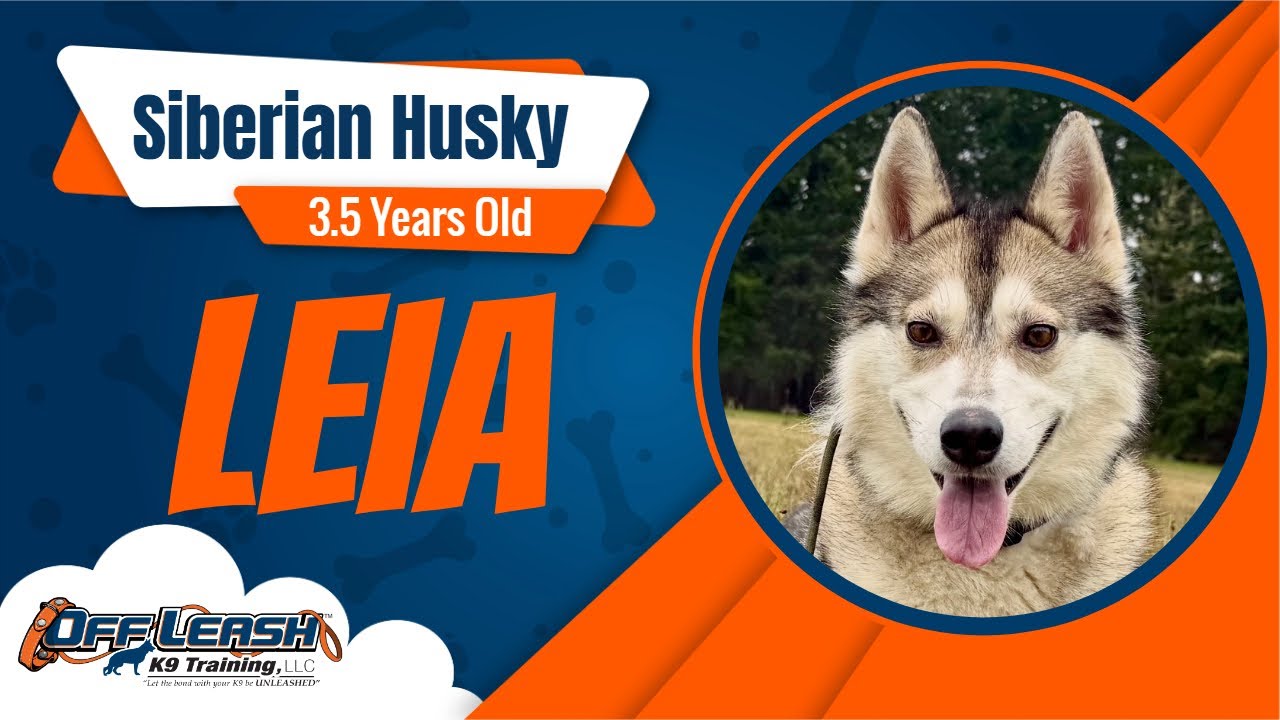 Leia | Sweet, Sassy, Stubborn Husky goes to 2 weeks of training