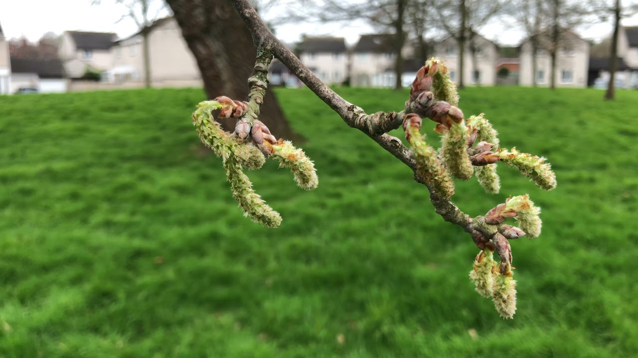 White Poplar - twig, buds & female flowers / catkins - March 2021