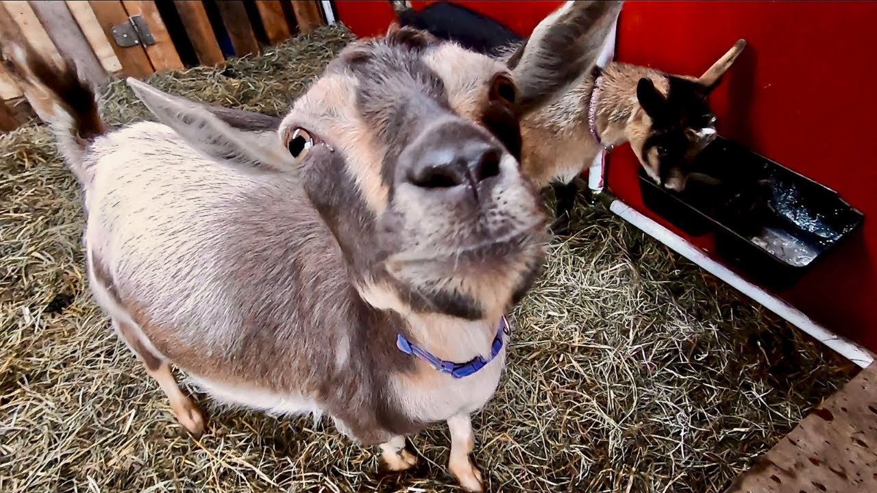 These Goat Babies are COMING we need to get the BARN READY