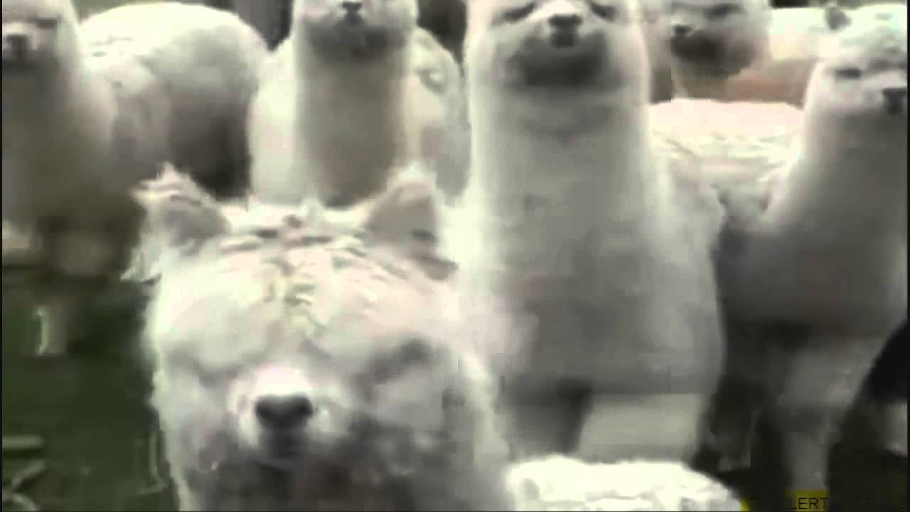 Alpaca Supremo vs Lama Laggante