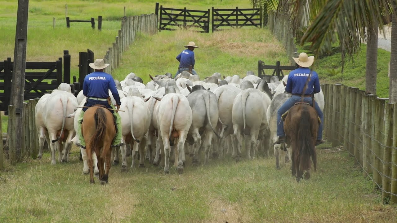 PECUÁRIA EM FOCO - LEILÃO MEGA EVENTO EAO - BAVIERA