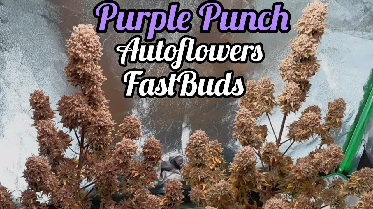 PURPLE PUNCH AUTOFLOWERS READY TO HARVEST, FASTBUDS, MARS HYDRO FC-E6500 LED GROW LIGHT