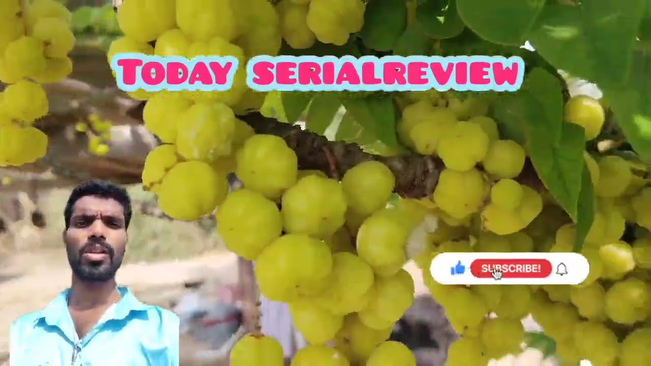 Today serialreview கனகாவால் தோற்றுப்போன விஷக்கன்னி இனி ஆவுடை நிலை என்ன?#gauriserial#gaurikalaign 
