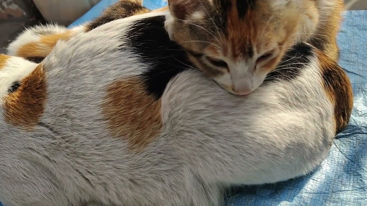 billi ki family dekhiae 🤣🤣kaise kaise kar rahi hai sab #cat #cutecat 