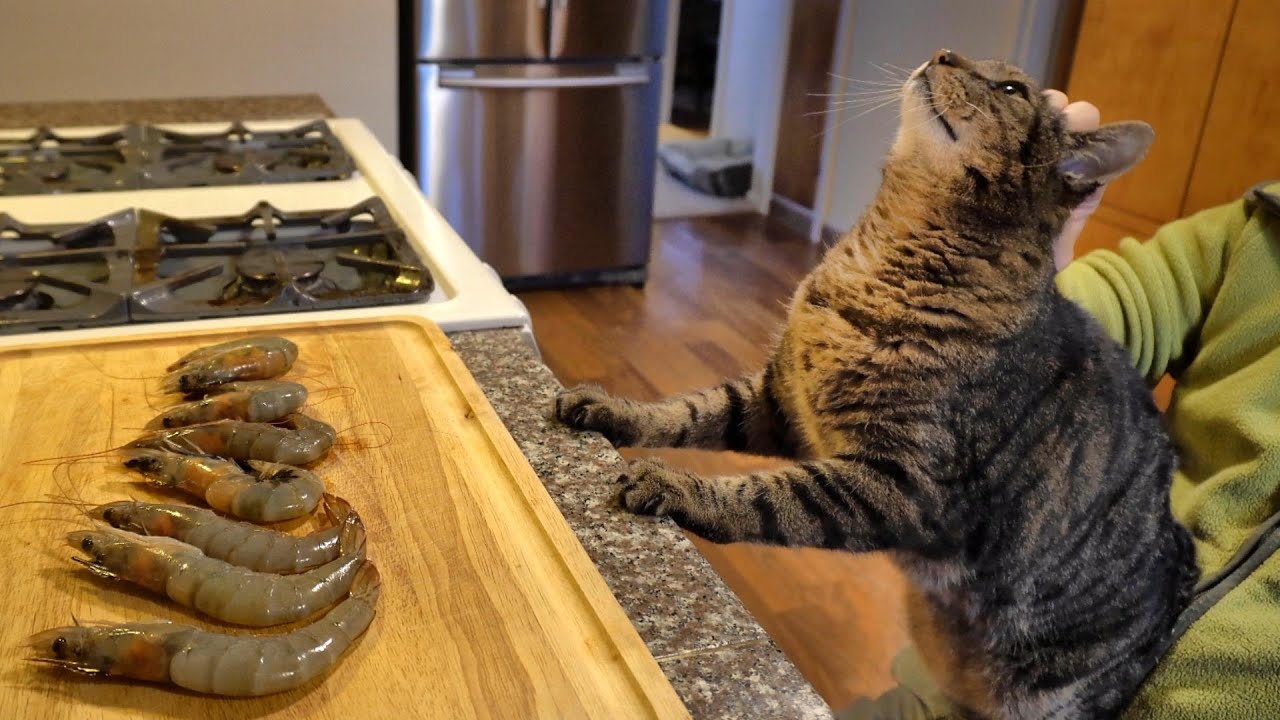 Cat Eats Shrimp えびを食べるねこ