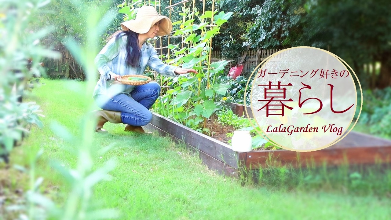 【ガーデニングと暮らしのVlog】夏野菜を収穫して食べる・ガーデニング好きの手作りな暮らし・LalaGarden Vlog