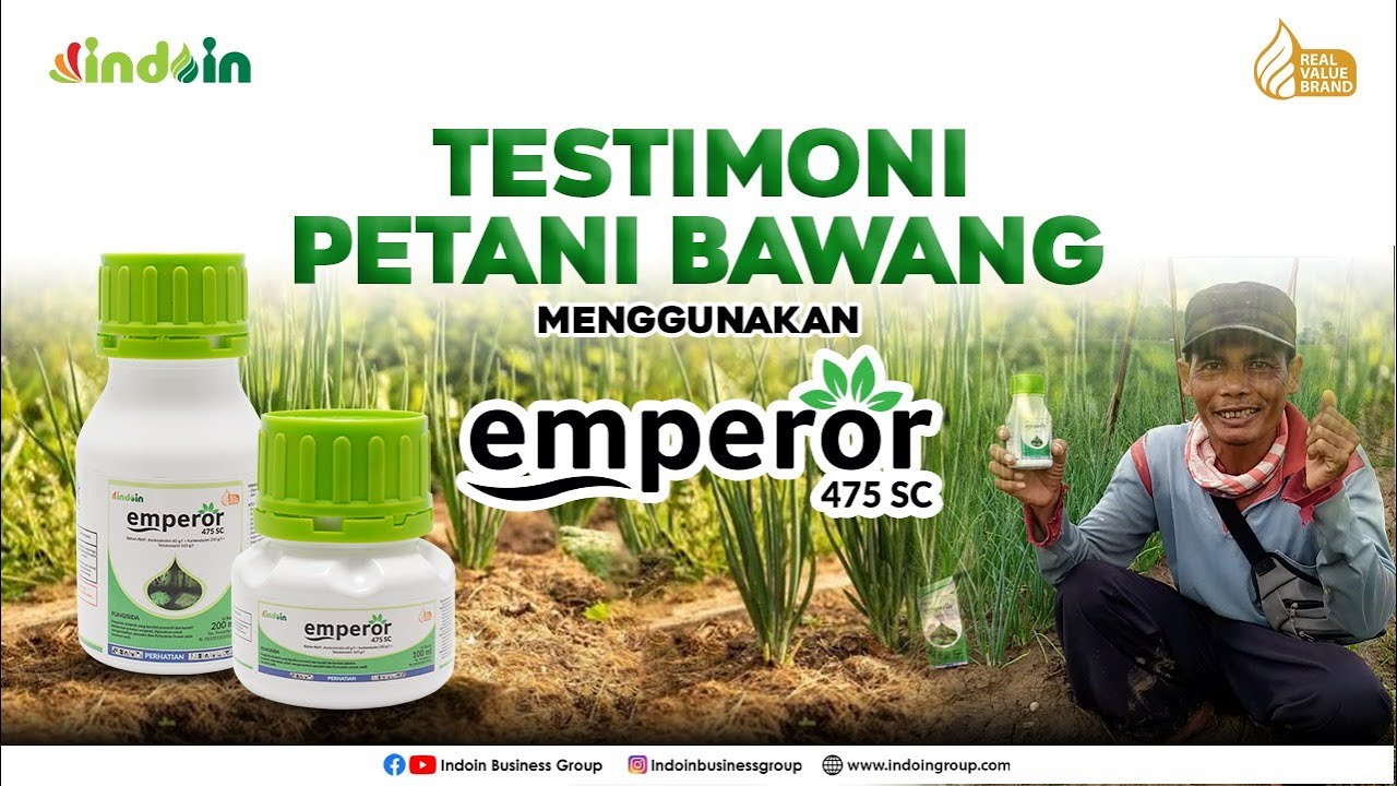 RAHASIA BAWANG MERAH BEBAS MOLER DI MUSIM HUJAN YANG INTENS | FUNGISIDA EMPEROR 475 SC