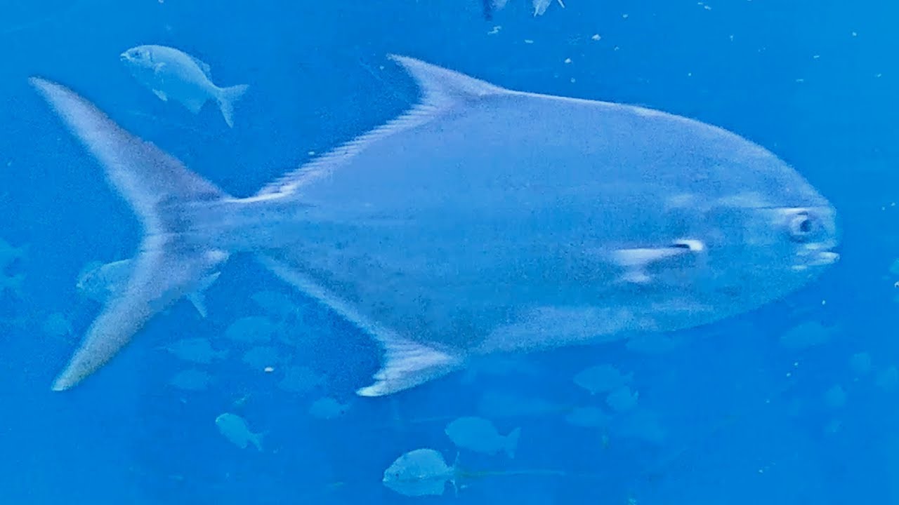 Hide-and-Seek with Pompano in the April 2024 Fish Recap