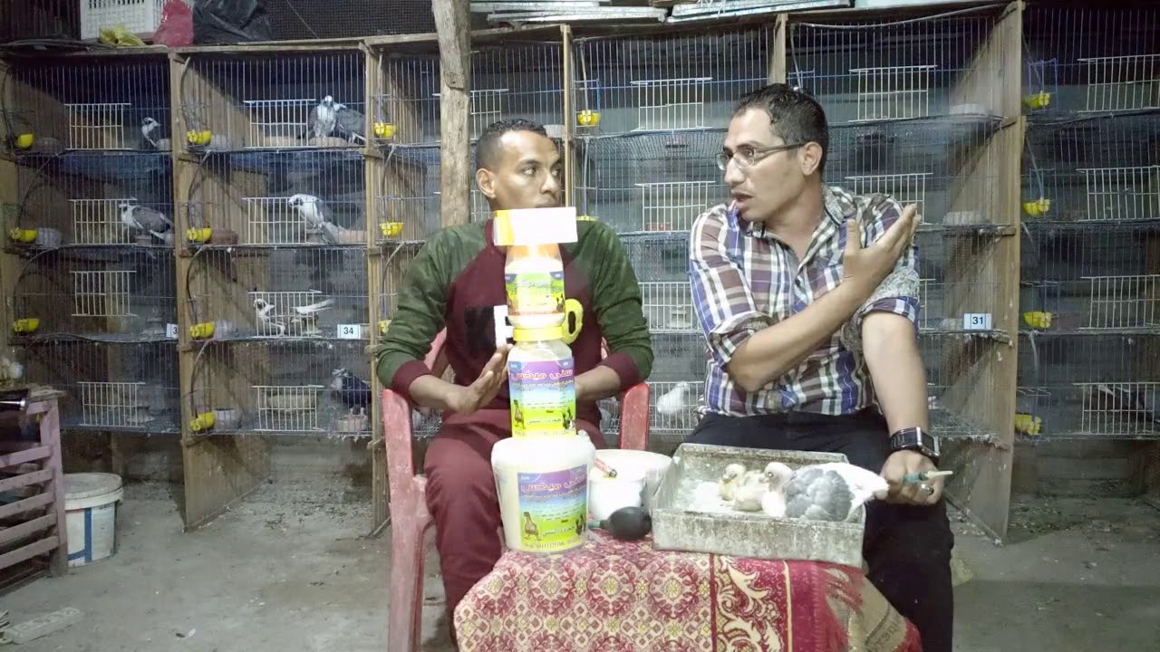 تاكيل الزغاليل من عمر يوم حتي الفطام مع منتج سني ميكس أ/حماده السني01111375186