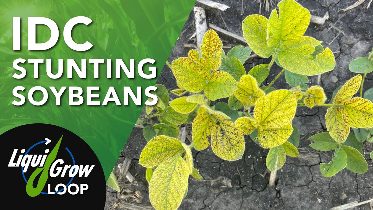 How to Stop Iron Deficiency Chlorosis (IDC) in your Soybean Fields