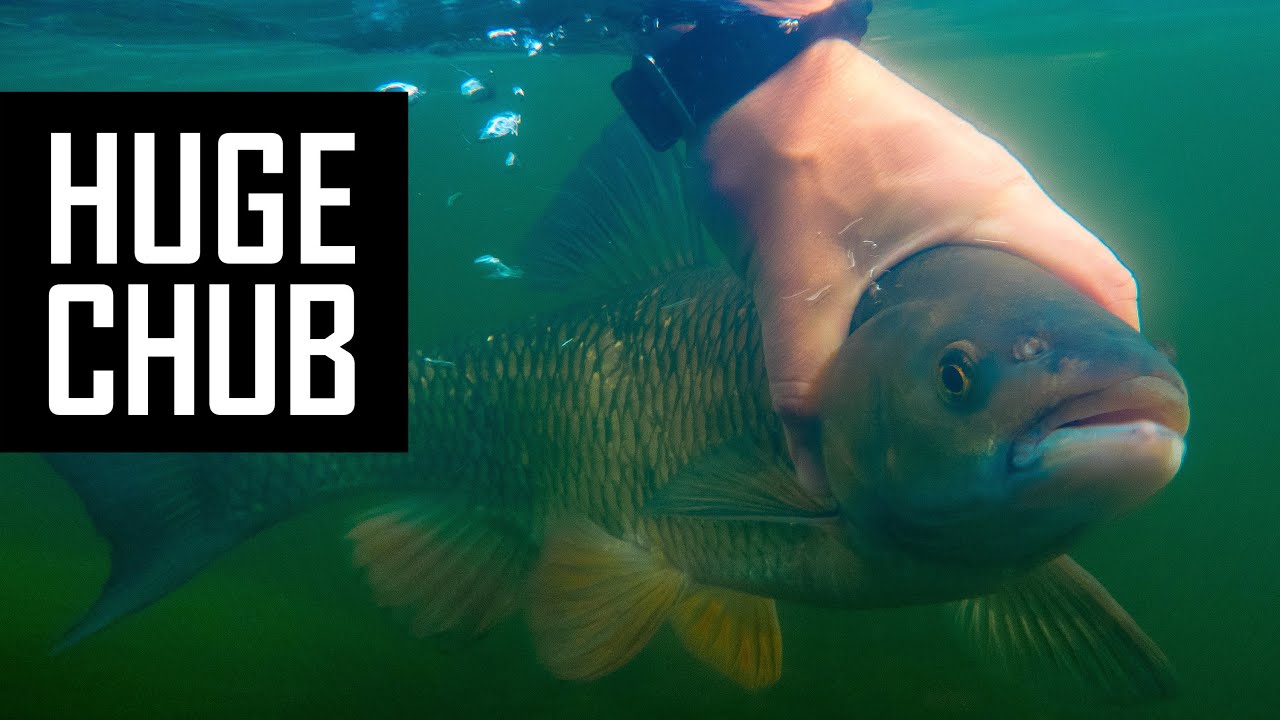 Big Chub float fishing masterclass