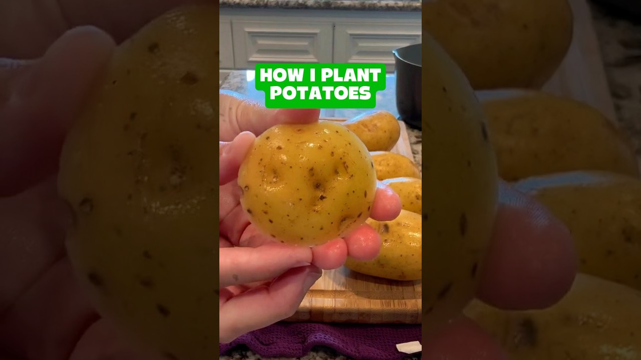 Grow Potatoes Easily in Your Small Balcony Garden 🥔 | No Backyard Needed! #balconygardener