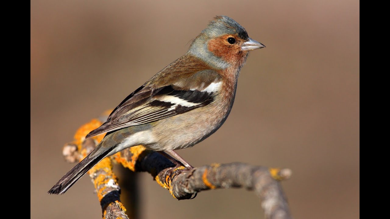 Paraje Natural Laguna Grande de Baeza. Laguna Interior Laguna Grande. Fauna10. Pinzón Común. Natural
