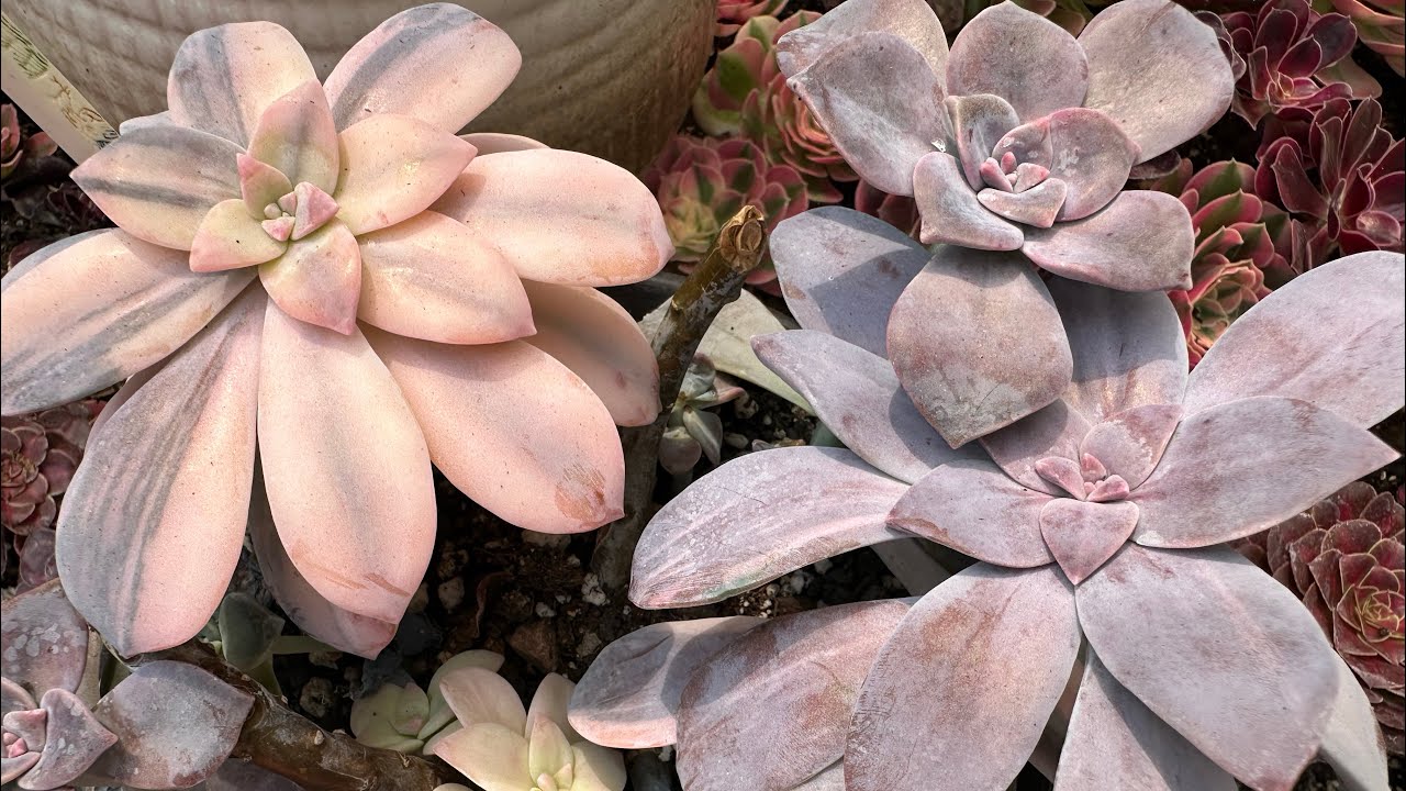 Ngắm Lại Vườn Sen Đá Sau Những Ngày Nóng Bức .