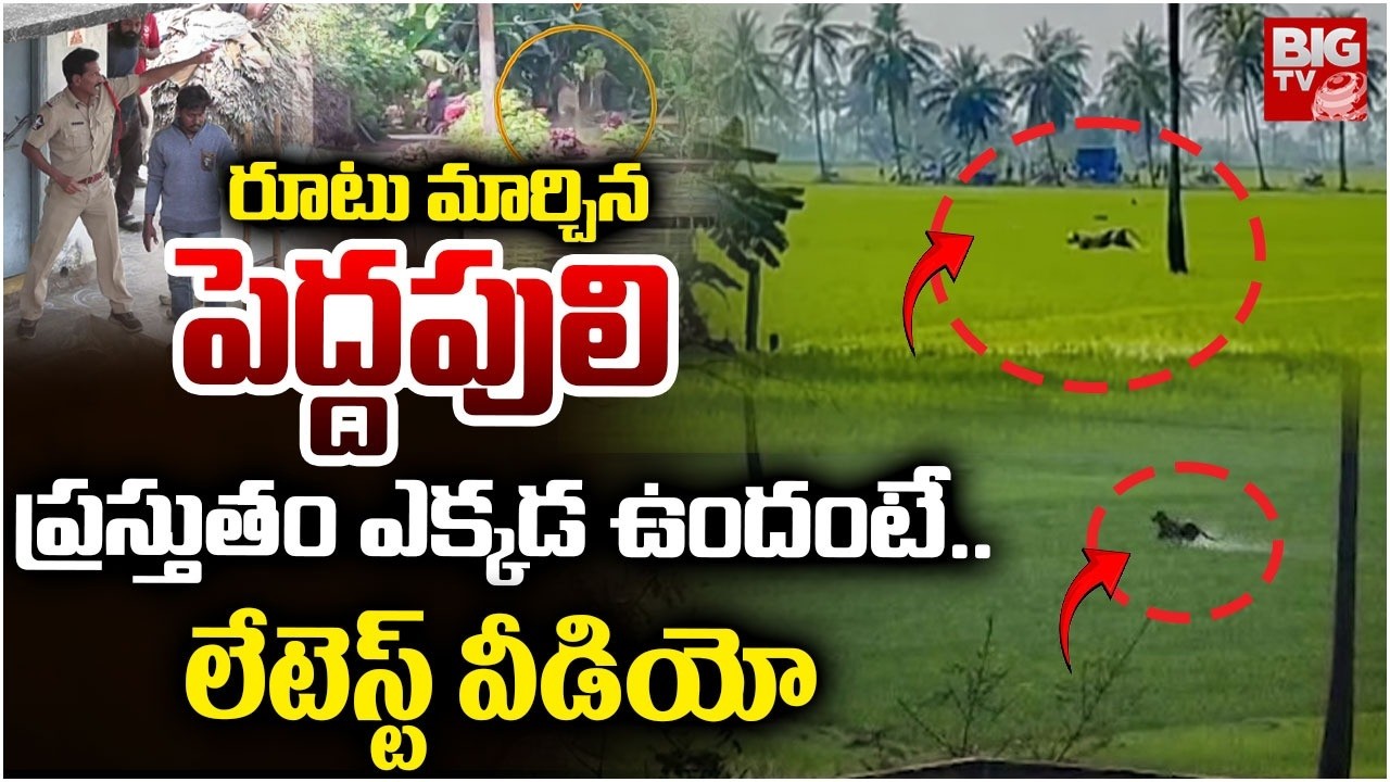పెద్దపులి ప్రస్తుతం ఎక్కడ ఉందంటే..| Tiger Spotted at Ramachandrapuram | Tiger at Kurmapuram | BIG TV