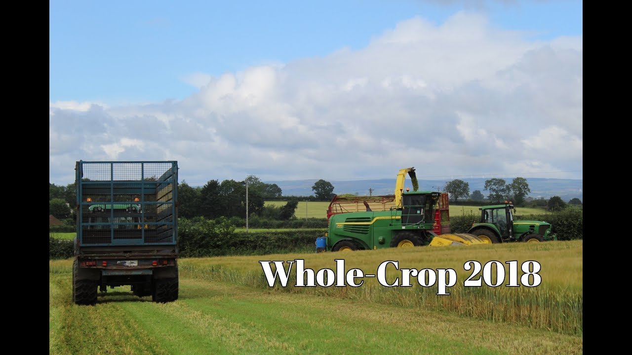 Lyons Contracts - Whole-Crop 2018