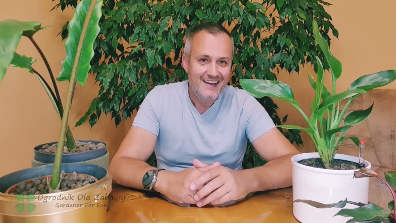 14. Trzy rodzaje semi hydroponiki i co w nich przeżyło.