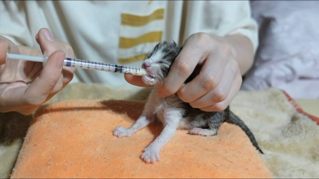 産まれたばかりの赤ちゃん猫3匹を預かることになりました
