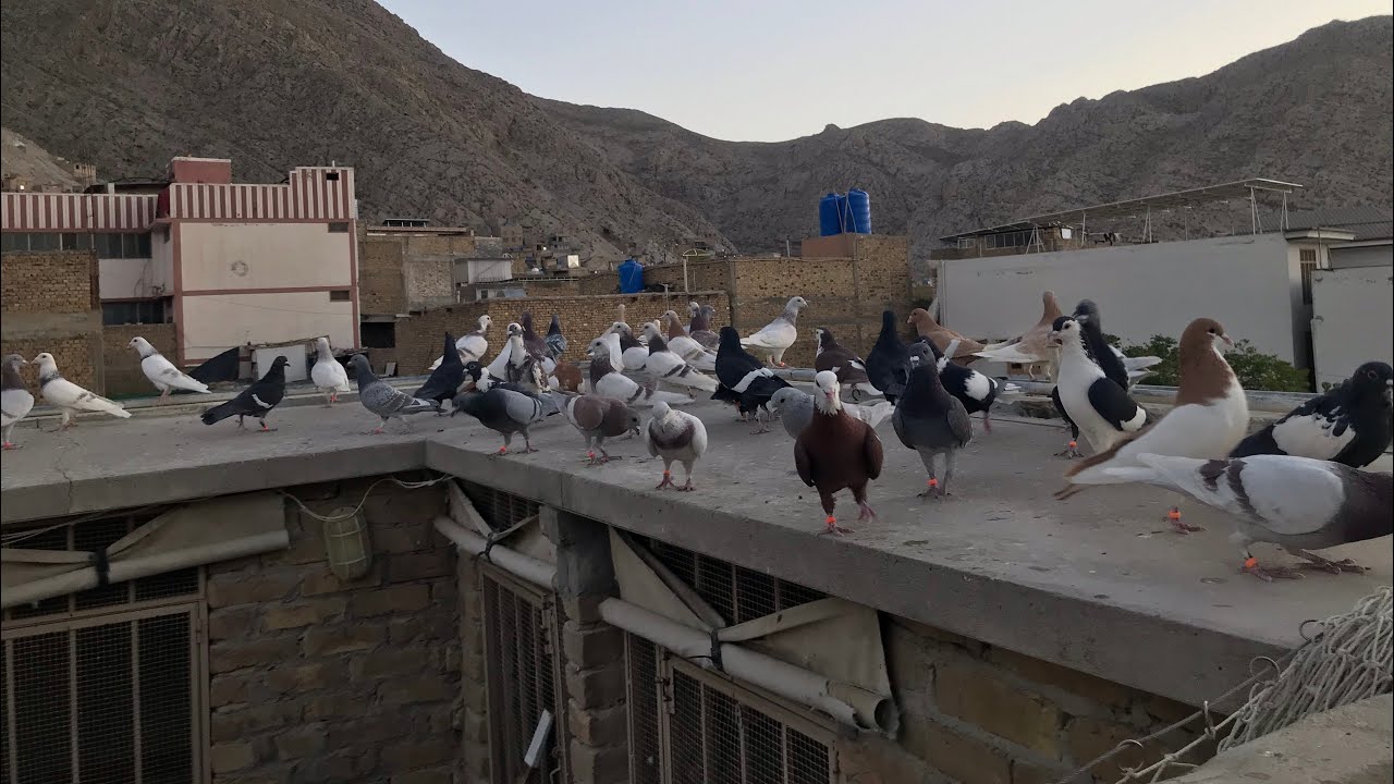 Quetta pigeons / Jaffaro pigeons/ Quetta kabutar bazi / Quetta pigeons / Alamdar road Quetta
