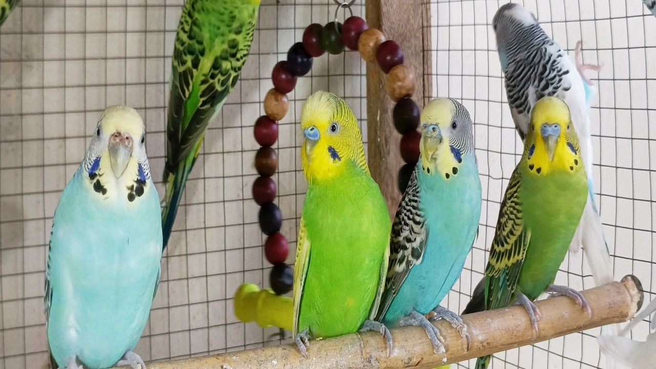 Cheerful Budgie Chirps | 3 Hours of Happy Parakeet Sounds