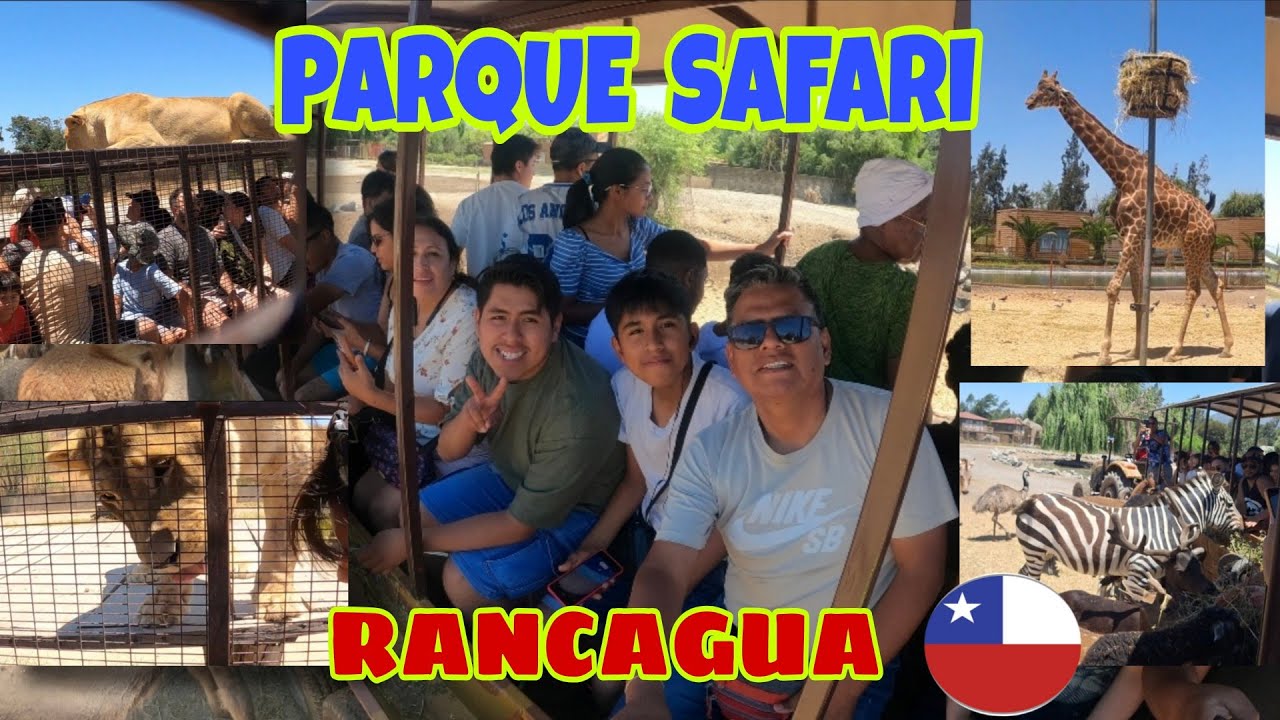 SAFARI DE RANCAGUA FUE UNA GRAN EXPERIENCIA....... LEONES A CENTÍMETROS!!!