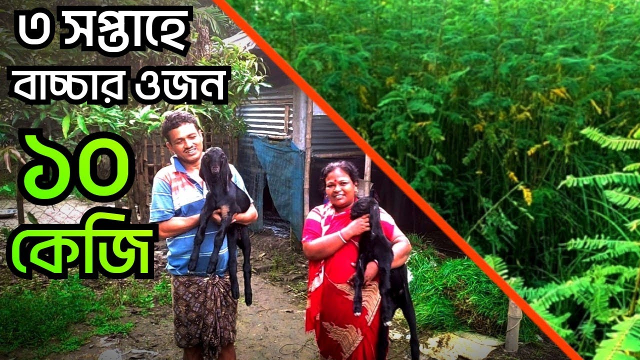 শিখে নিন - ধনচে চাষ || ছাগল পালনে যাদুকরী খাবার || Low Cost Goat Farming || কম খরচে ছাগল পালন ||
