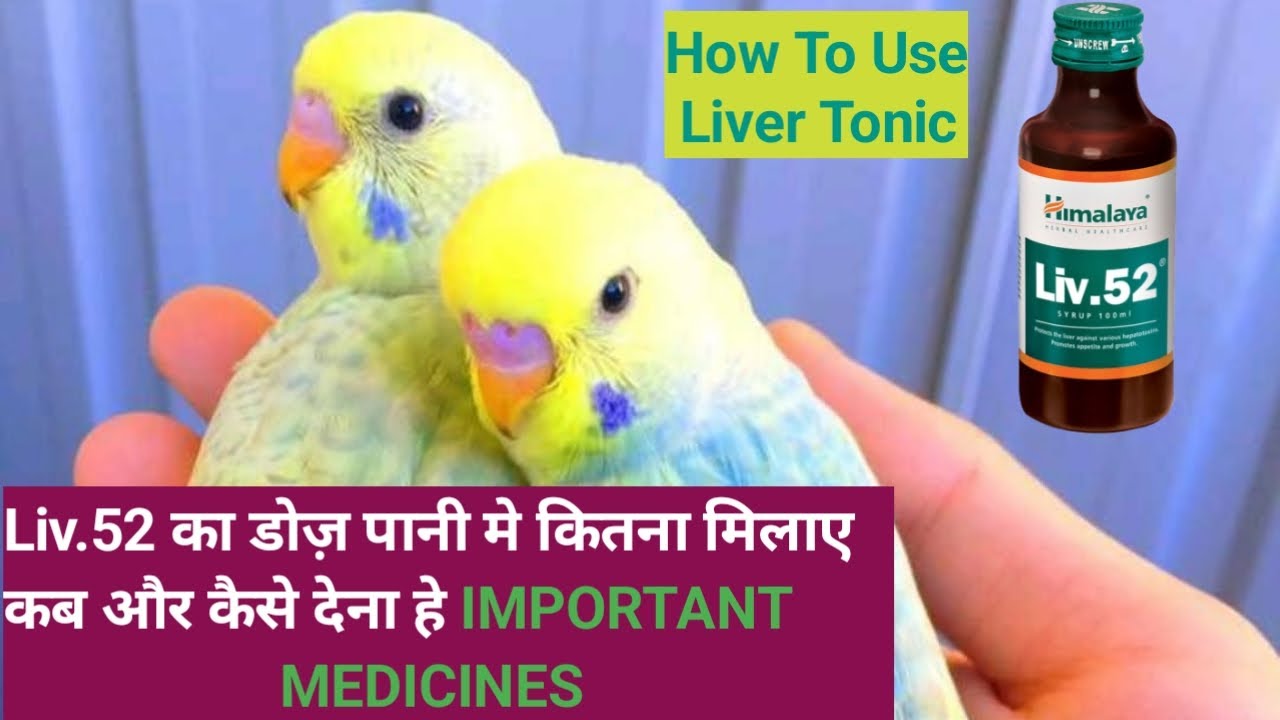Liver Tonic For Budgies Parrot/ Liv.52 Budgies Ko Kaise De/HowTo Use Liv.52