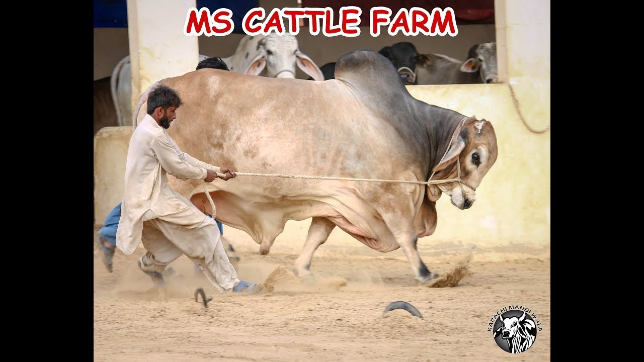 Big GIANT Beautiful Bull | For Bakra Eid 2019 | At MS Cattle Farm | Cow Mandi 2019 Eid ul Adha