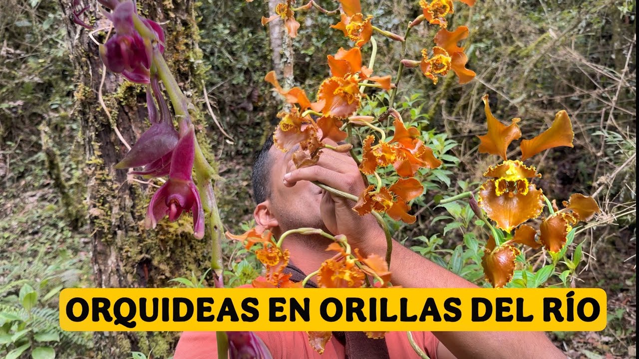 ORQUIDEAS a las orillas de los RIOS COLOMBIANOS