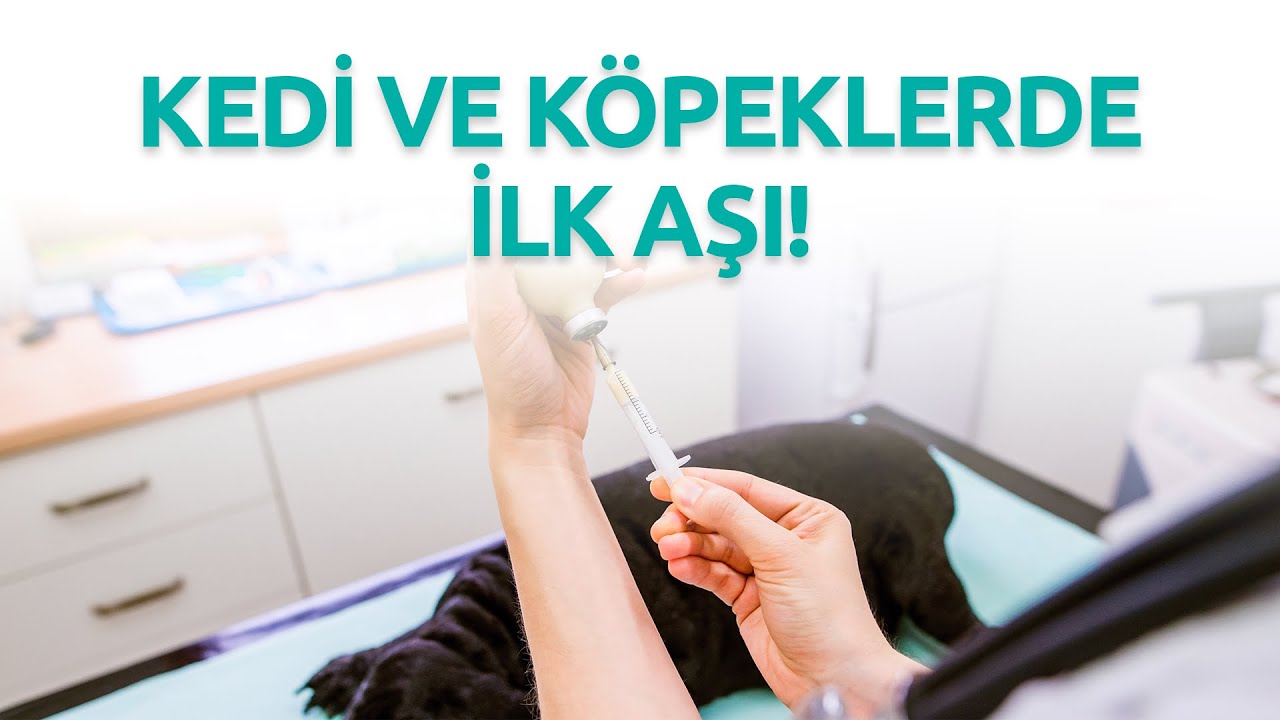 Kedi ve Köpeklerde İlk Aşı Ne Zaman ve Nasıl Olmalıdır? - Uzman Vet. Hekim Akın Kiremitçi
