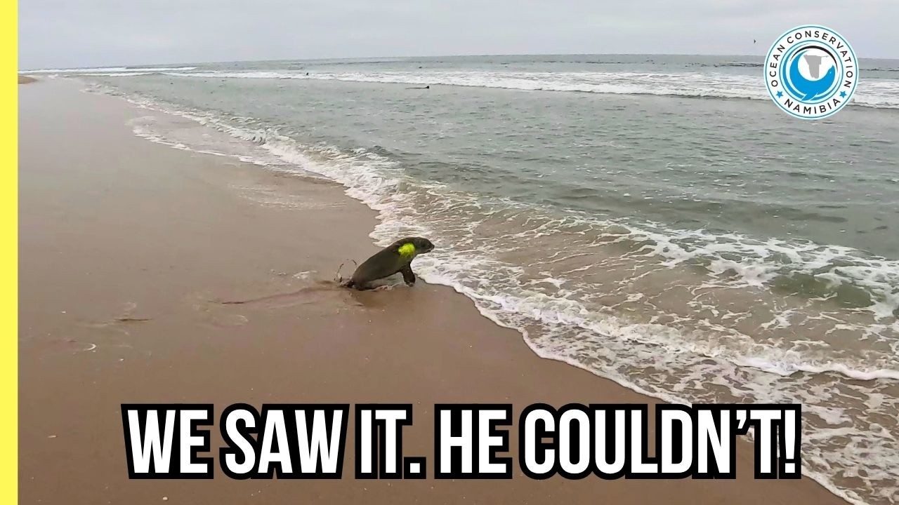 Hard to Miss – Unless You’re a Seal!