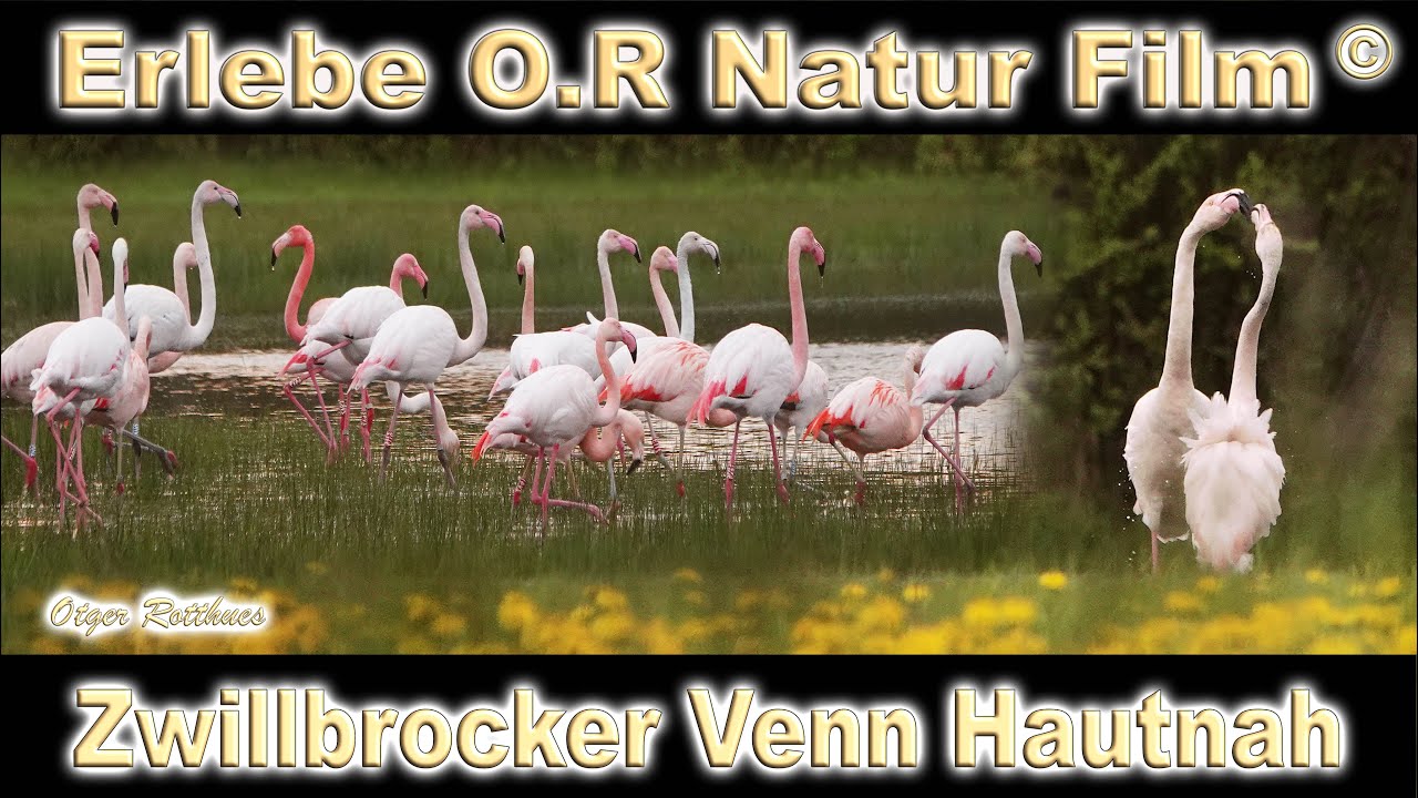 Zwillbrocker Venn Traumhaft  Naturnah 2023 Vreden
