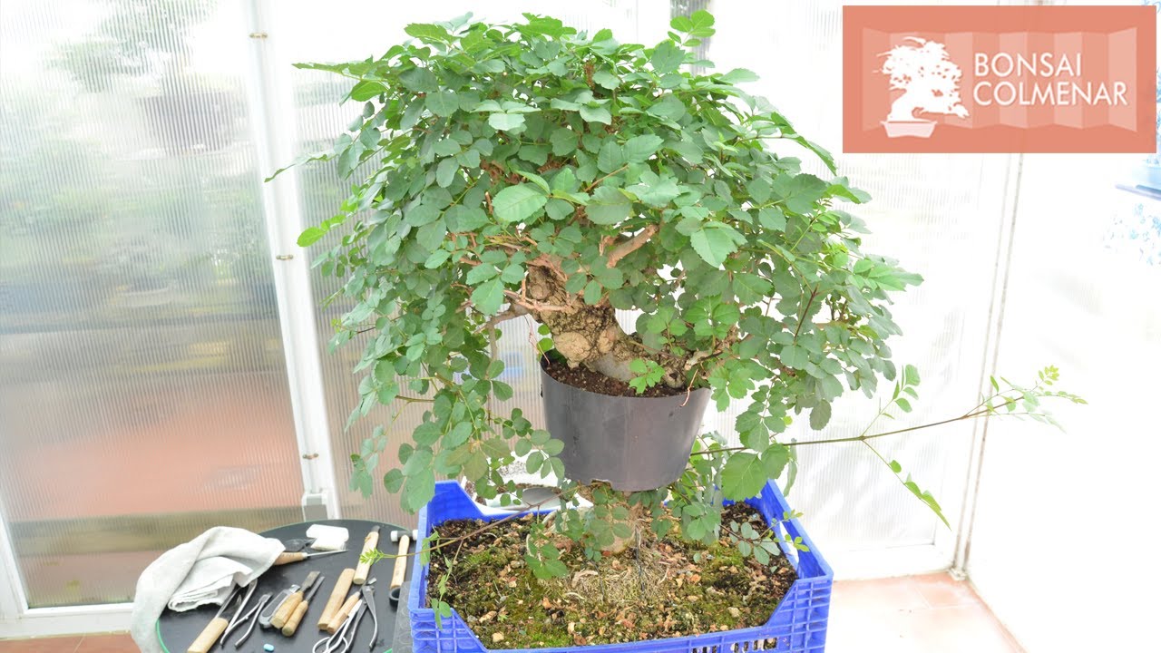 Acodo en fresno - Bonsai Colmenar