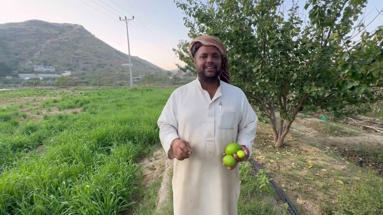 انتاج الليمون والبرتقال في مزرعتي 😍