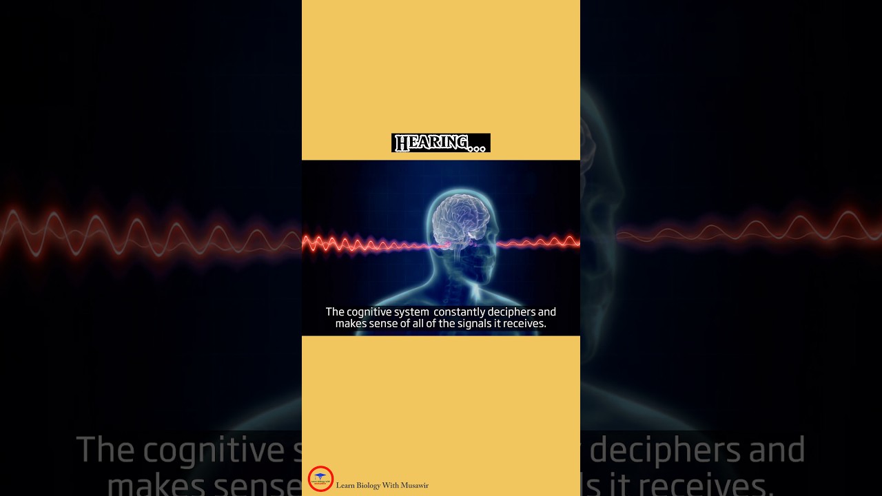 Normal Hearing Process ' Cognitive System