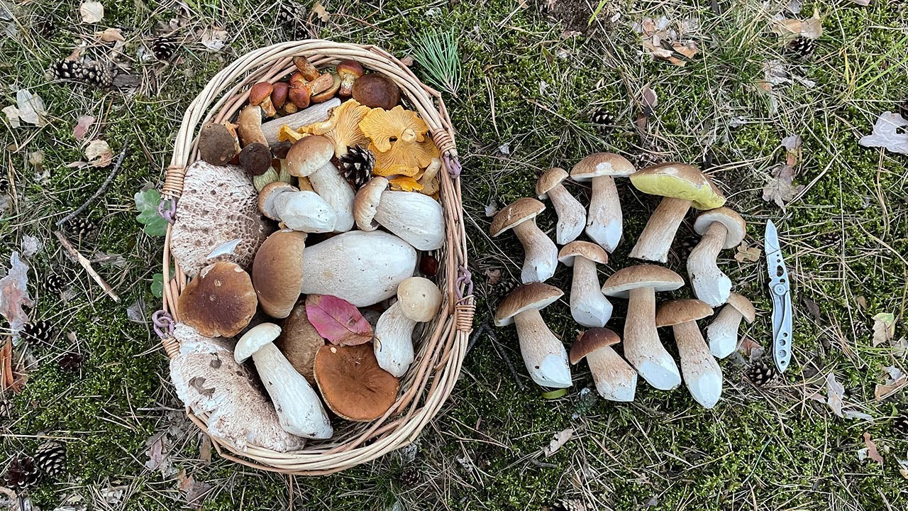 Wypasione prawdziwki zaraz koło Wrocławia. Piękne!