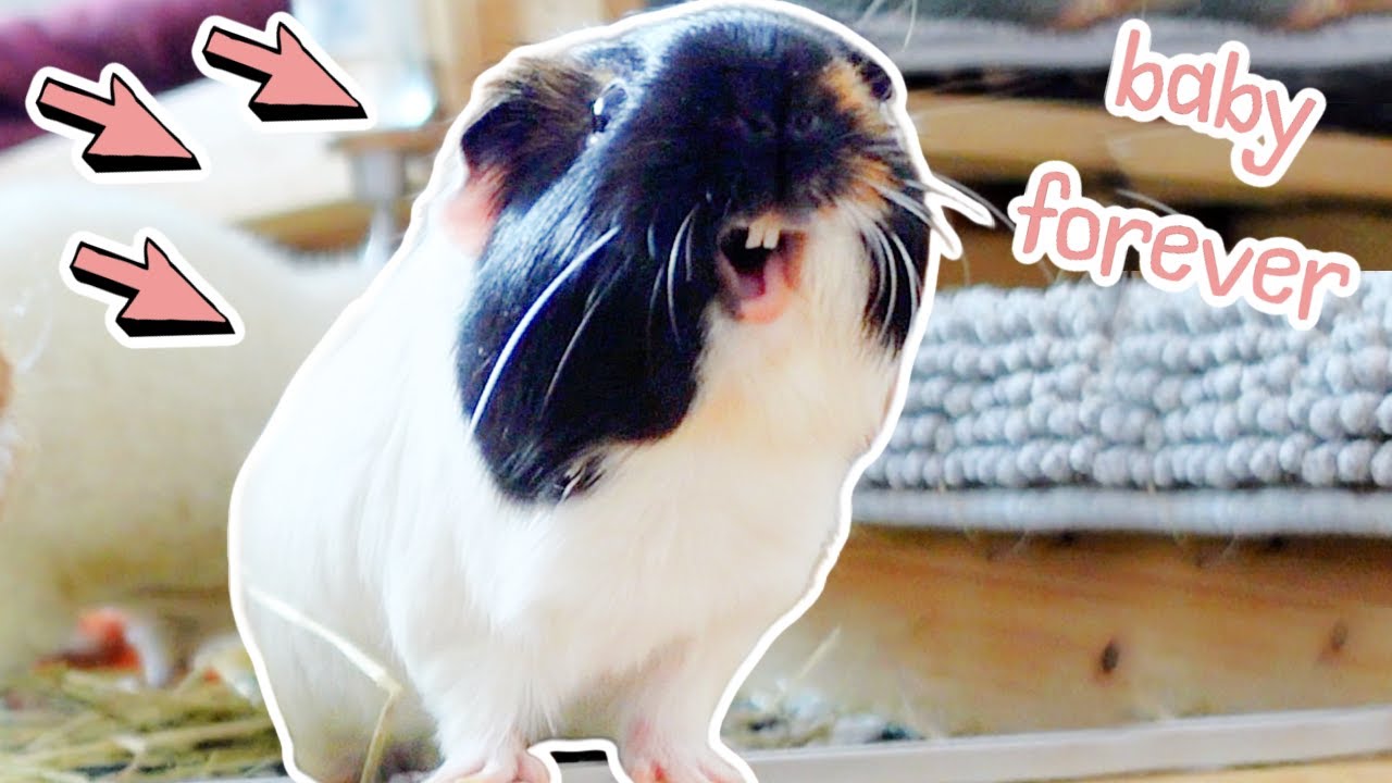 This Guinea Pig Will Never Grow Up
