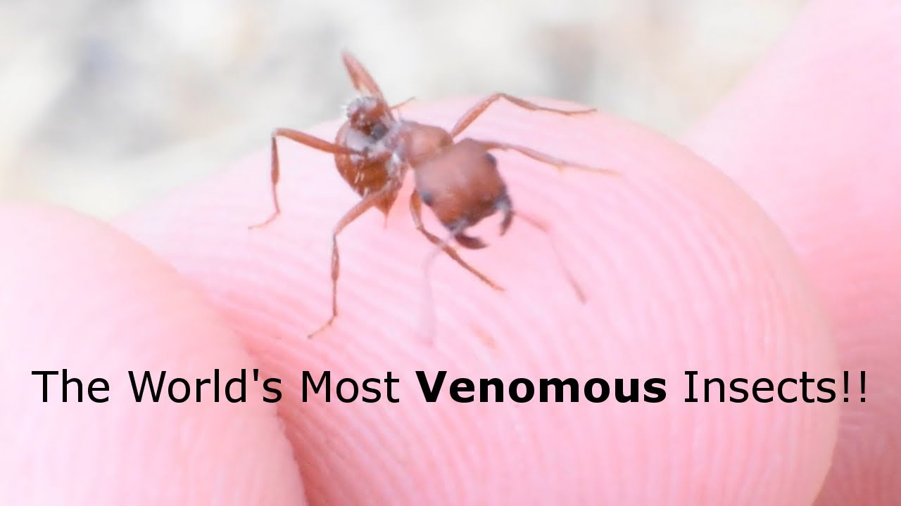 Harvester Ant STING Experiment