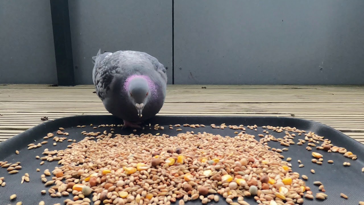 Long version of pigeons eating daily seeds