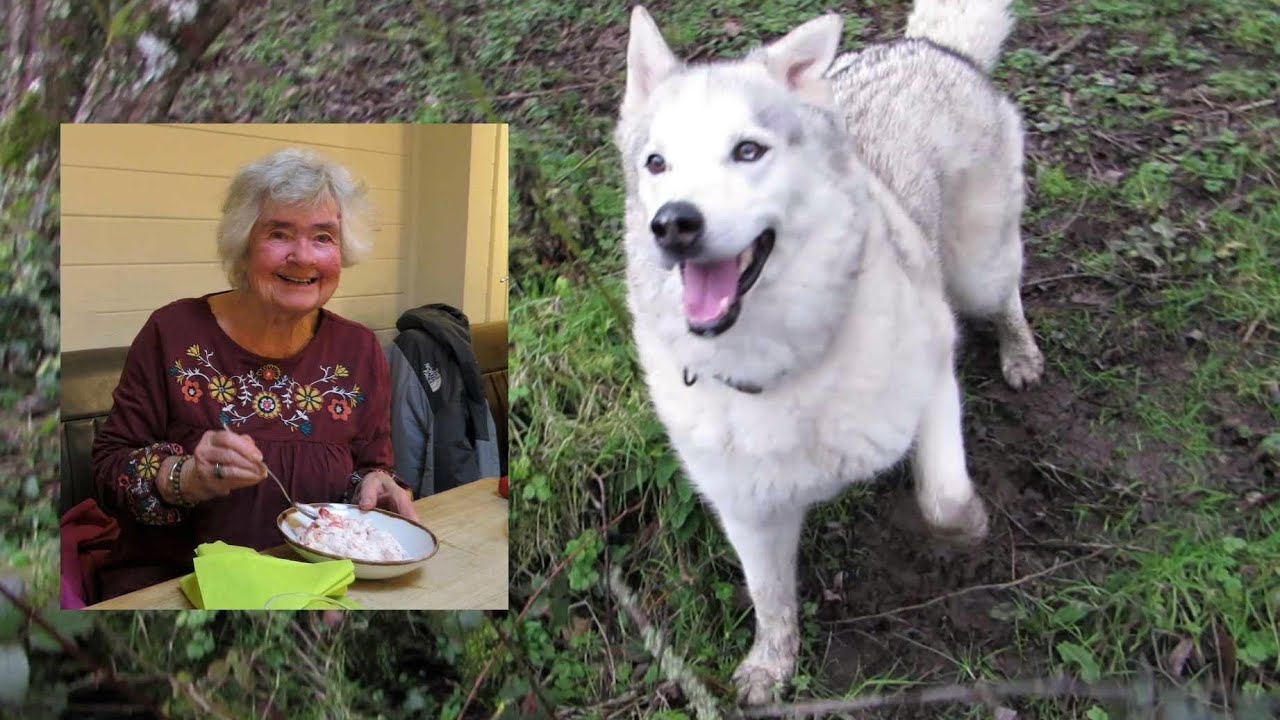 INDIGNANT HUSKY misses out on FAMILY BIRTHDAY meal ~ tired out in BOG FIELD so sleeps in car ..
