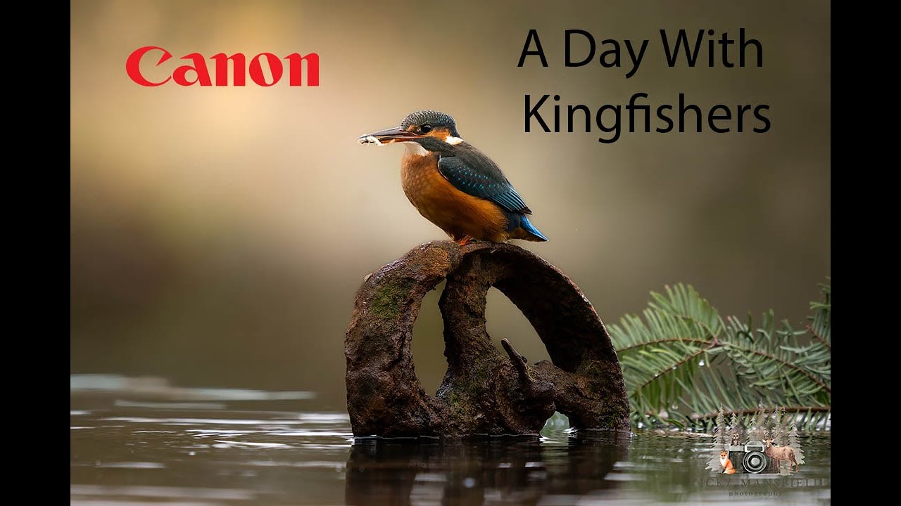 A Day With Kingfishers