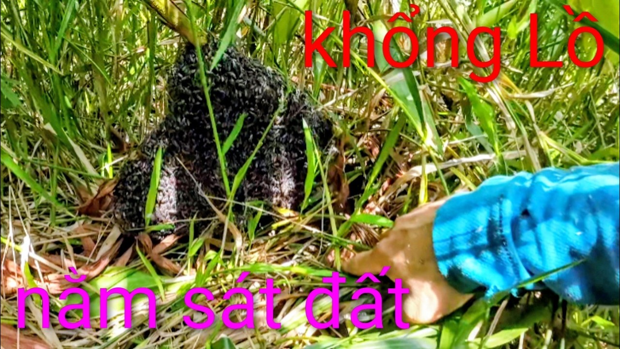 Trúng mật trở lại gặp bầy ong ruồi quá tay