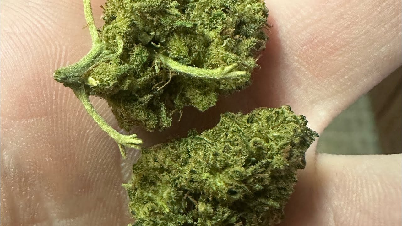 ARROWLEAF Sour Hawaiian Haze CBD flower review