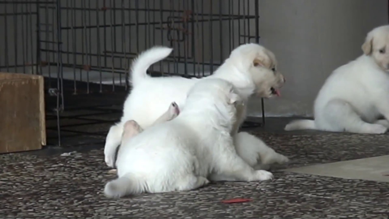 Cute one month old puppies