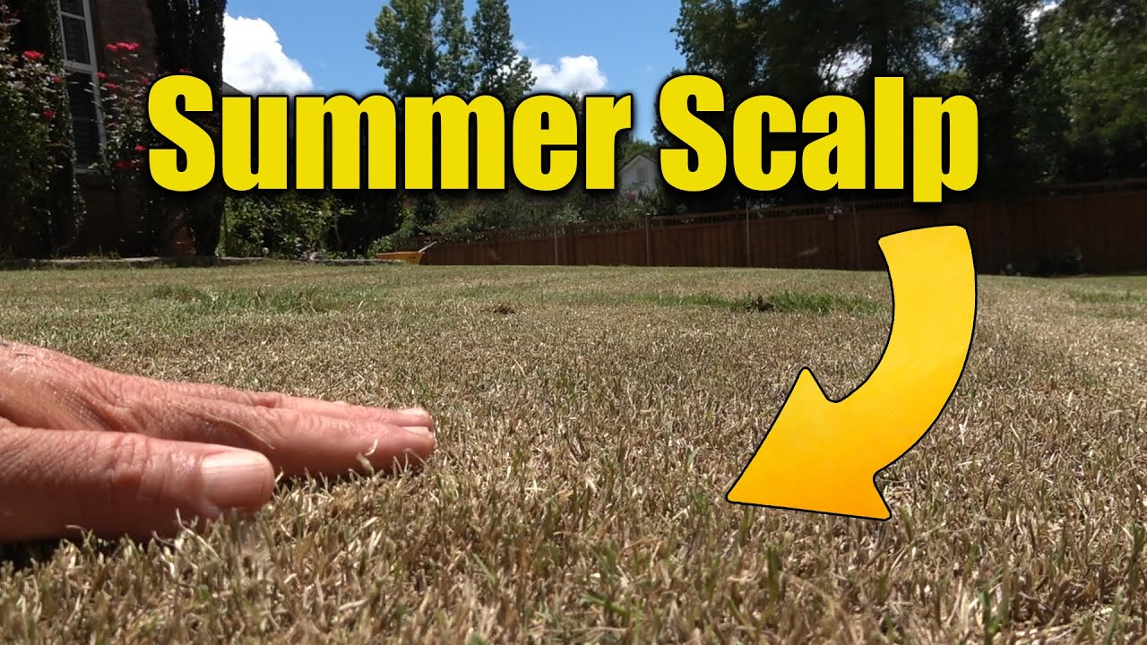 Summer Lawn Scalp - Why