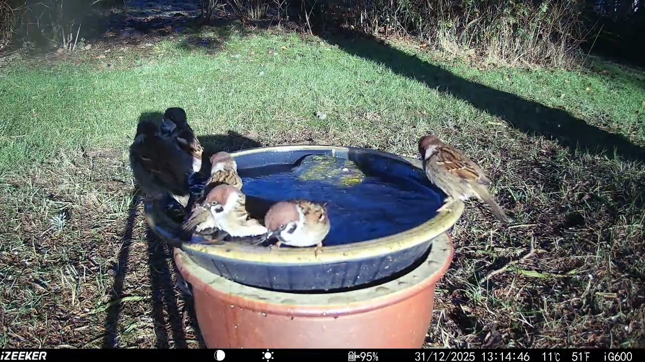 Spatzenbad - Sparrow bath - Spurvebad
