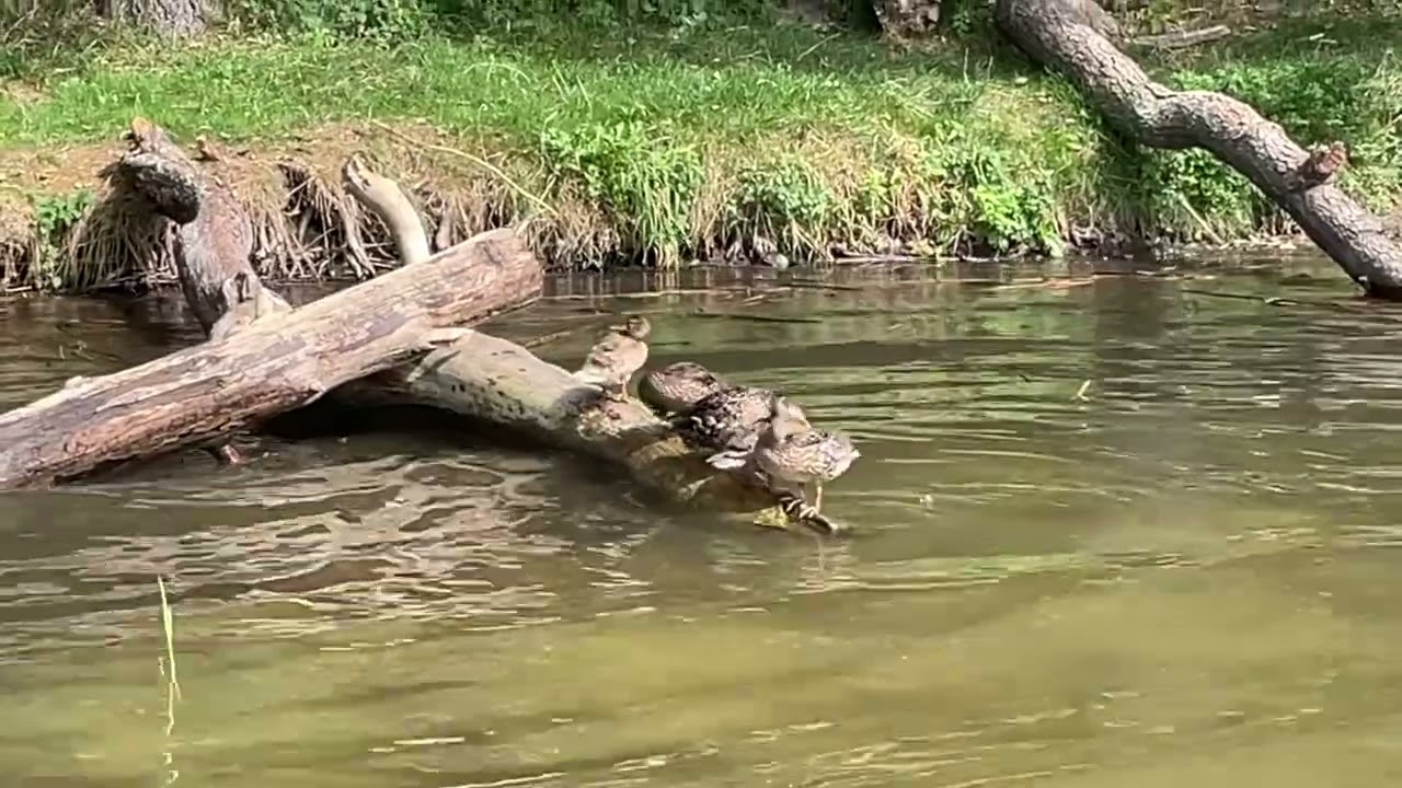 Flow Gently Sweet Afton - steel tongue drum and harp