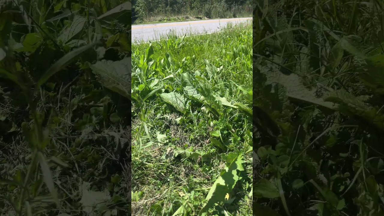 #teasel  #Healingroot #ancientmedicine #ancienthealing #gardening